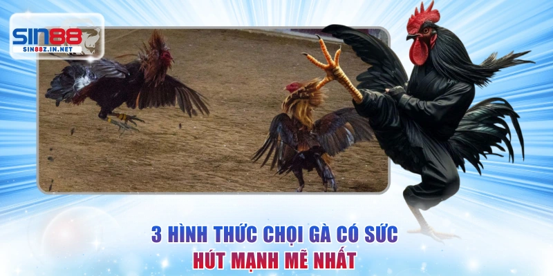 3 hình thức chọi gà có sức hút mạnh mẽ nhất